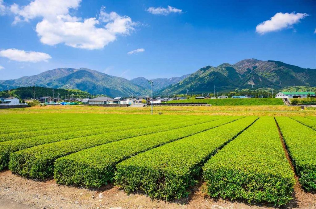 Green tea fields – Enjoy Green Tea
