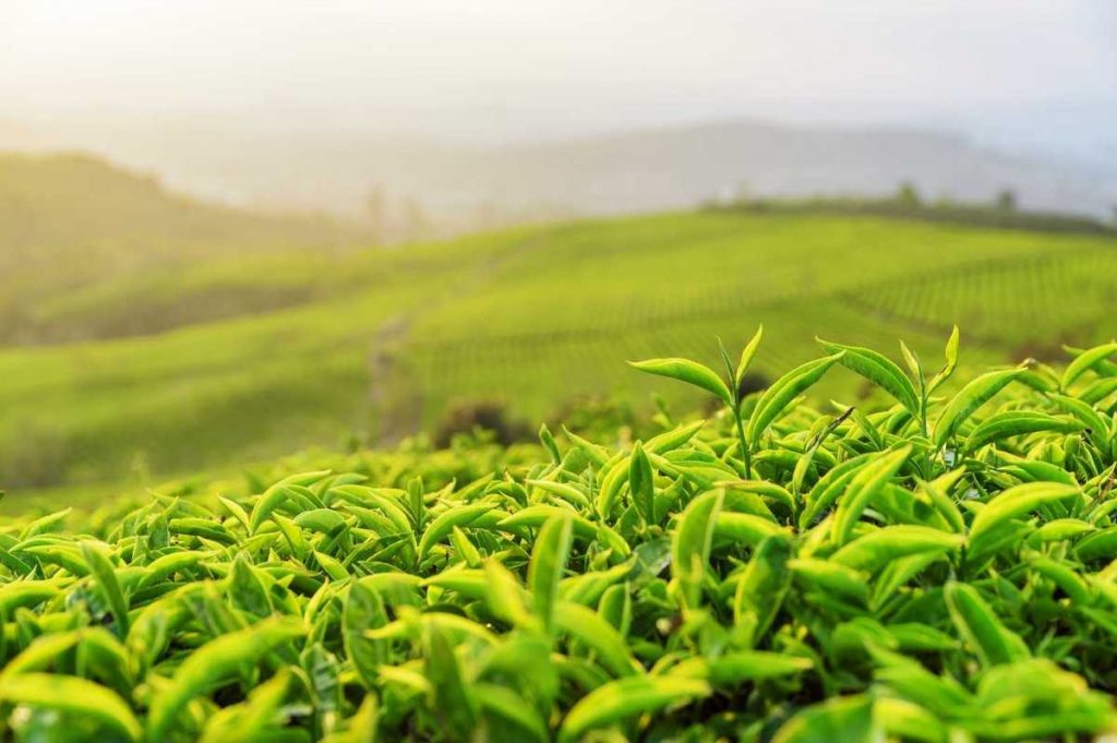 Green tea plantation – Enjoy Green Tea