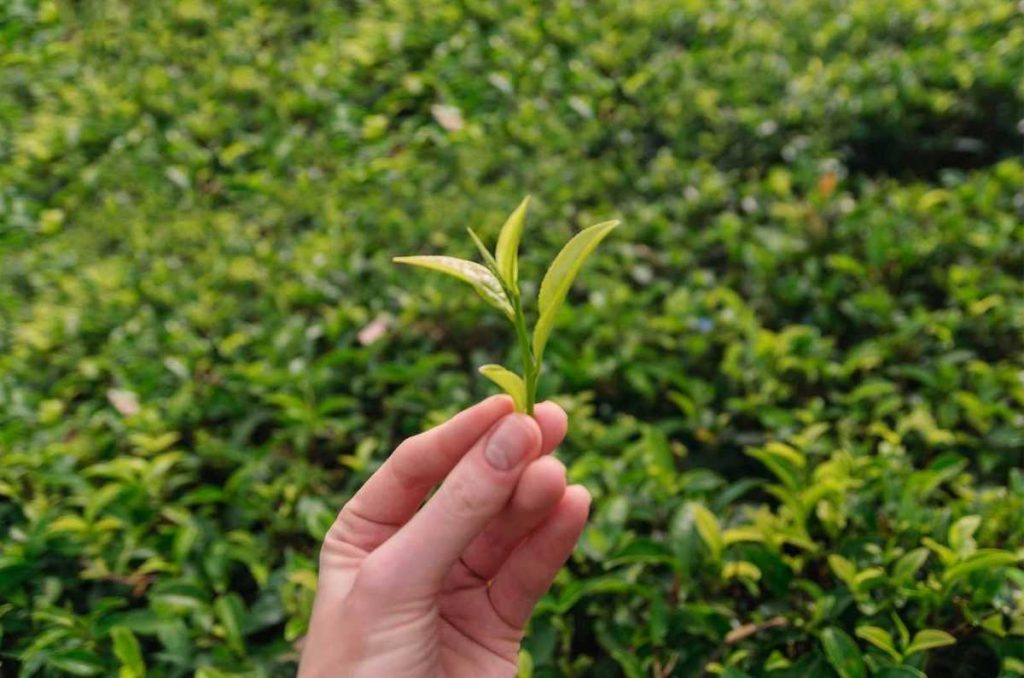 Green tea leaves – Enjoy Green Tea
