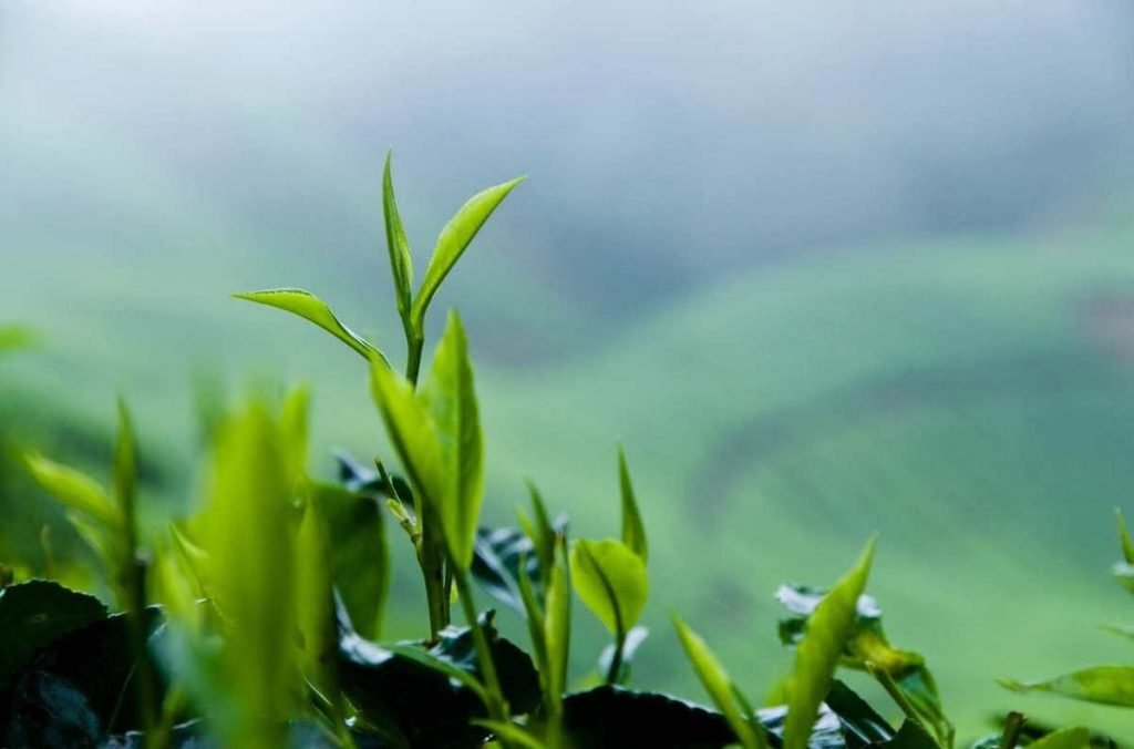 Green tea leaves – Enjoy Green Tea