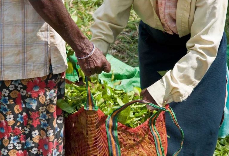 How Green Tea Affects the Environment Enjoy Green Tea