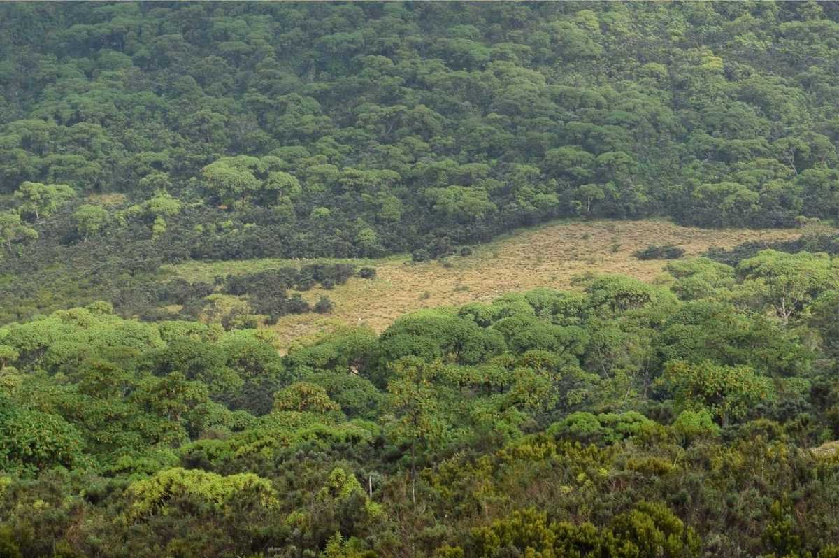 How Green Tea Affects the Environment | Enjoy Green Tea